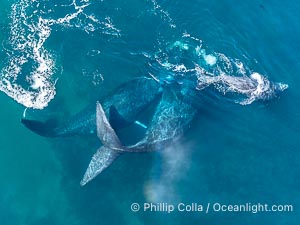 Copulating Pair of Southern Right Whales, aerial photo.The male is at left, female at right, and the female's calf at upper right. By permission of the Government of Argentina, Chubut, permit # 51 / 2025-SsCyA, Eubalaena australis, Puerto Piramides