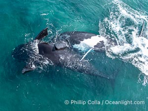 Copulating Southern Right Whales, aerial photo. The male is upside down (belly up) and trying to copulate with the female who is also belly up and being evasive of the male. By permission of the Government of Argentina, Chubut, permit # 51 / 2025-SsCyA, Eubalaena australis, Puerto Piramides Copulating Southern Right Whales, aerial photo. The male is upside down (belly up) and trying to copulate with the female who is also belly up and being evasive of the male. By permission of the Government of Argentina, Chubut, permit # 51 / 2025-SsCyA, Eubalaena australis, Puerto Piramides
