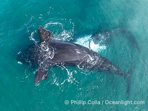 Copulating Southern Right Whales, aerial photo. The male is upside down (belly up) and trying to copulate with the female who is also belly up and being evasive of the male. By permission of the Government of Argentina, Chubut, permit # 51 / 2025-SsCyA, Eubalaena australis, Puerto Piramides