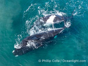 Copulating Southern Right Whales, aerial photo. The male is upside down (belly up) and trying to copulate with the female who is also belly up and being evasive of the male. By permission of the Government of Argentina, Chubut, permit # 51 / 2025-SsCyA, Eubalaena australis, Puerto Piramides