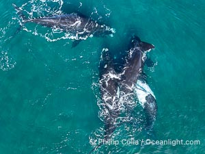 Copulating Southern Right Whales, aerial photo. Two males are simultaneously attempting to copulate with the female in the middle. By permission of the Government of Argentina, Chubut, permit # 51 / 2025-SsCyA, Eubalaena australis, Puerto Piramides
