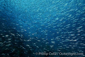 Copyright (c) Phillip Colla, all rights reserved worldwide, Egyptian Red Sea