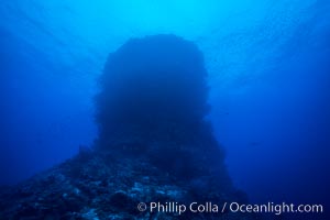 Coral Bommie, cylinder of hard coral, viewed from below, Namena Marine Reserve, Namena Island, Fiji