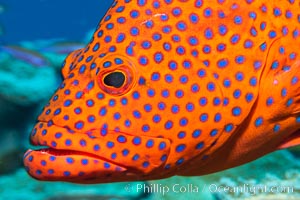 Coral Hind, Cephalopholis miniata, also known as Coral Trout and Coral Grouper, Fiji