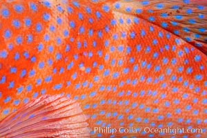 Coral Hind, Cephalopholis miniata, also known as Coral Trout and Coral Grouper, Fiji