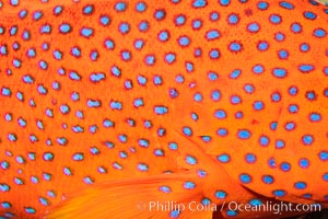 Coral Hind, Cephalopholis miniata, also known as Coral Trout and Coral Grouper, Fiji, Cephalopholis miniata, Namena Marine Reserve, Namena Island