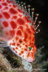 Coral hawkfish.