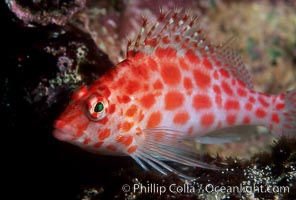 Coral hawkfish. Wolf Island, Galapagos Islands, Ecuador, Cirrhitichthys oxycephalus, natural history stock photograph, photo id 02433