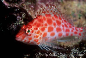 Coral hawkfish, Cirrhitichthys oxycephalus, Wolf Island