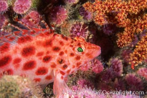 Coral hawkfish, Cirrhitichthys oxycephalus, Wolf Island