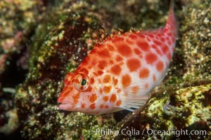 Coral hawkfish, Cirrhitichthys oxycephalus, Wolf Island