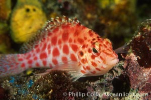 Coral hawkfish, Cirrhitichthys oxycephalus, Wolf Island