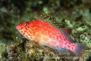 Coral hawkfish, Cirrhitichthys oxycephalus, Wolf Island