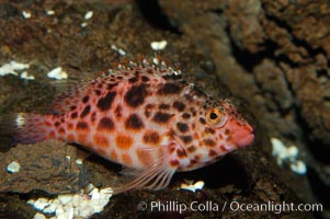 Coral hawkfish, Cirrhitichthys oxycephalus, Punte Vicente Roca
