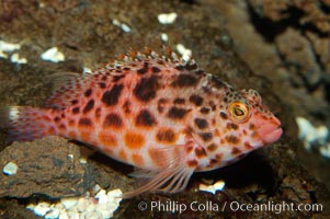 Coral hawkfish, Cirrhitichthys oxycephalus, Punte Vicente Roca