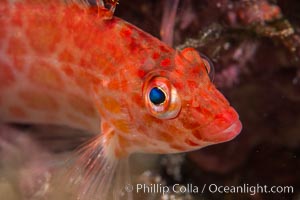 Coral Hawkfish, Sea of Cortez, Baja California, Isla San Diego, Mexico