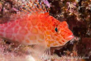 Coral Hawkfish, Sea of Cortez, Baja California, Isla San Diego, Mexico