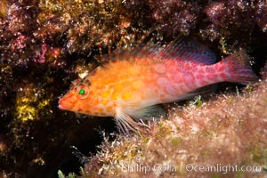 Coral Hawkfish, Sea of Cortez, Baja California, Isla San Diego, Mexico