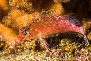 Coral Hawkfish, Sea of Cortez, Baja California, Isla San Diego, Mexico