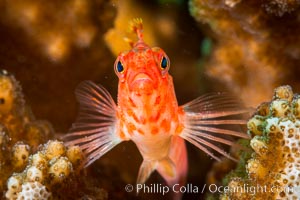 Coral Hawkfish, Sea of Cortez, Baja California, Isla San Diego, Mexico