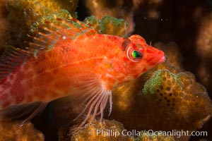 Coral Hawkfish, Sea of Cortez, Baja California, Isla San Diego, Mexico