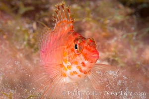 Coral Hawkfish, Sea of Cortez, Baja California, Isla San Diego, Mexico