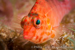 Coral Hawkfish, Sea of Cortez, Baja California, Isla San Diego, Mexico