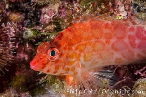 Coral Hawkfish, Sea of Cortez, Baja California, Isla San Diego, Mexico