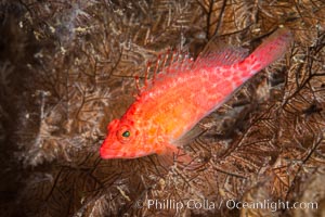 Coral Hawkfish, Sea of Cortez, Baja California, Isla San Diego, Mexico