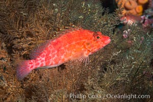 Coral Hawkfish, Sea of Cortez, Baja California, Isla San Diego, Mexico