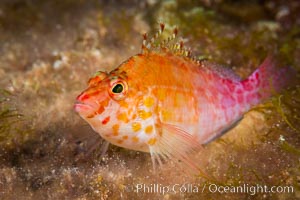 Coral Hawkfish, Sea of Cortez, Baja California, Isla San Diego, Mexico