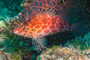 Coral Hawkfish, Sea of Cortez, Baja California