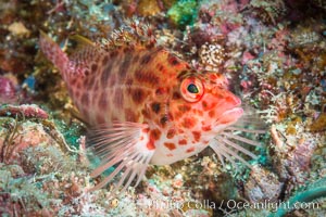 Coral Hawkfish, Sea of Cortez, Baja California