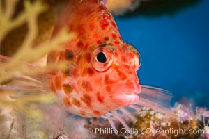 Coral Hawkfish, Sea of Cortez, Baja California