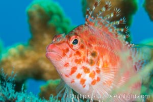 Coral Hawkfish, Sea of Cortez, Baja California