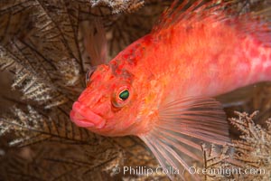 Coral Hawkfish, Sea of Cortez, Baja California