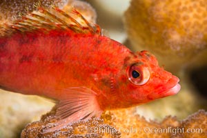 Coral Hawkfish, Sea of Cortez, Baja California, Isla San Francisquito, Mexico