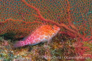 Coral Hawkfish, Sea of Cortez, Baja California, Isla San Diego, Mexico