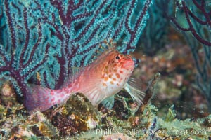 Coral Hawkfish, Sea of Cortez, Baja California, Isla Espiritu Santo, Mexico