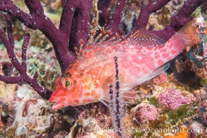 Coral Hawkfish, Sea of Cortez, Baja California, Isla Espiritu Santo, Mexico