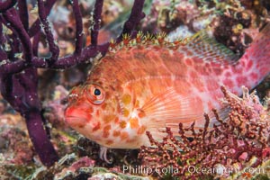 Coral Hawkfish, Sea of Cortez, Baja California, Isla Espiritu Santo, Mexico