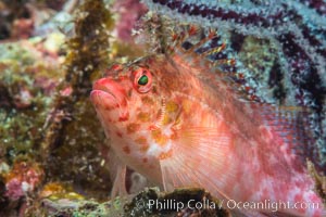 Coral Hawkfish, Sea of Cortez, Baja California, Isla Espiritu Santo, Mexico