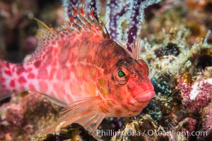 Coral Hawkfish, Sea of Cortez, Baja California, Isla Espiritu Santo, Mexico