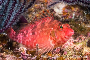 Coral Hawkfish, Sea of Cortez, Baja California, Isla Espiritu Santo, Mexico