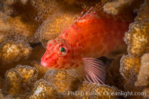 Coral Hawkfish, Sea of Cortez, Baja California, Isla Espiritu Santo, Mexico