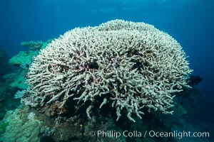 Coral head, Fiji, Vatu I Ra Passage, Bligh Waters, Viti Levu  Island