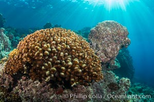 Coral Heads on Reef, Lobera San Rafaelito, Sea of Cortez