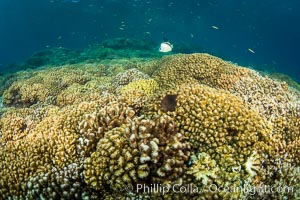 Coral Heads on Reef, Lobera San Rafaelito, Sea of Cortez