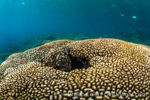Coral Heads on Reef, Lobera San Rafaelito, Sea of Cortez