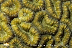 Coral polyp detail, Fiji, Namena Marine Reserve, Namena Island